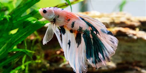 9 Best Aquatic Plants for a Planted Betta Tank — Buce Plant.